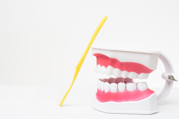 Artificial Model Teeth on white background of dental care demonstration