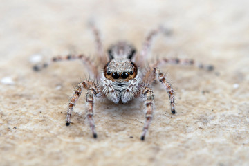 Jump spider