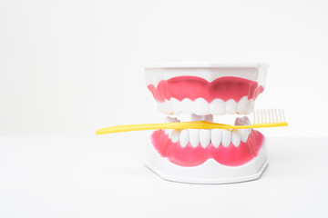 Fototapeta na wymiar Artificial Model Teeth on white background of dental care demonstration