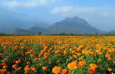 field of orange marigold flowers