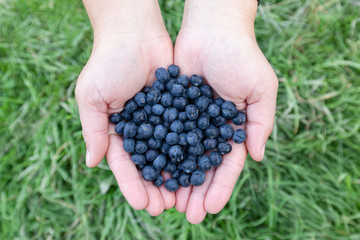 Calafate fruits - typical fuit of Patagonia