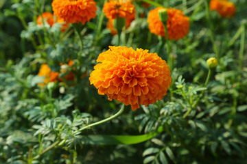  marigold, flowers, 