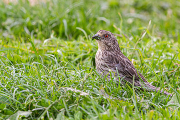 Rufous-tailed Plantcutter (Phytotoma rara)