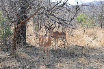 Beautiful view and animals in Kruger National Park Southafrica