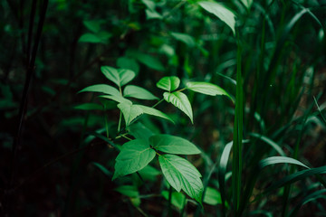 Vivid green leaves of ash maple and blade of grass on bokeh background. Green grass and twigs with leaves close-up. Scenic nature backdrop of beautiful greenery with copy space. Vintage green colors.