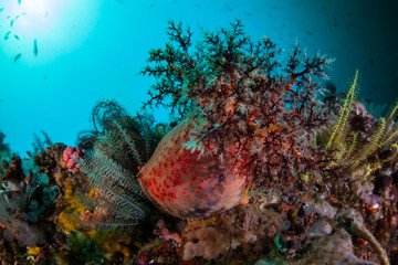 A colorful Sea apple, Pseudocolochirus violaceus, uses its tentacles to catch plankton in the...