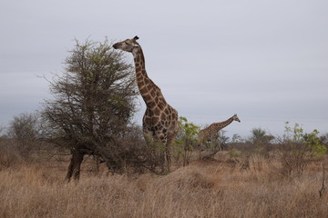 Beautiful view and animals in Kruger National Park Southafrica