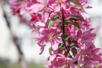 bloom of trees spring