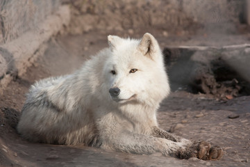 Obraz na płótnie Canvas The arctic white wolf