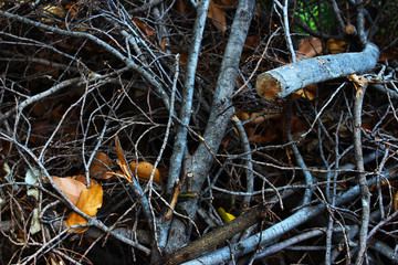 Small dry twigs were put together as a pile