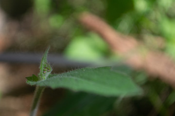 grasshopper on a leaf