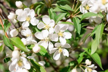 bloom of trees spring