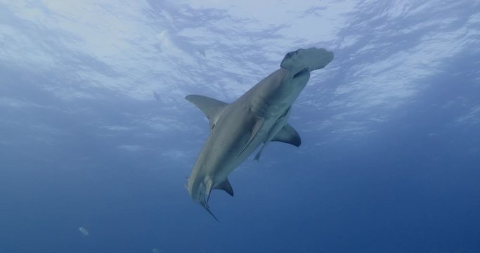 Great Hammerhead shark is a solitary predator often found in shallow water.