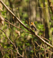 bird, robin, natur, wild lebende tiere, tier, ast, baum, wild, rot, schnabel, garden, frühling