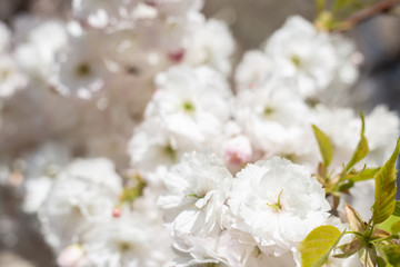 bloom of trees spring