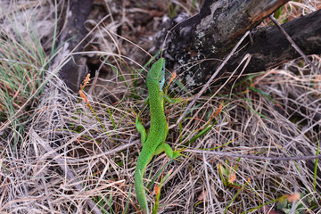 Lacerta bilineata green european lizard.