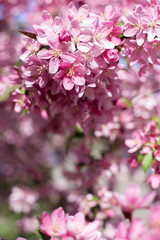 bloom of trees spring