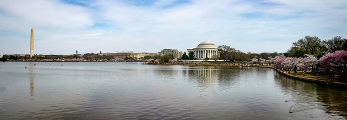 Washington DC panorama with Washington monument and Thomas Jefferson memorial with cherry blossom.