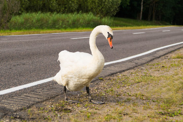 A swan stands on the edge of an asphalt road