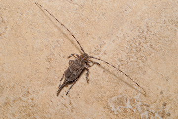 The timberman beetle  (Acanthocinus aedilis). Top view.