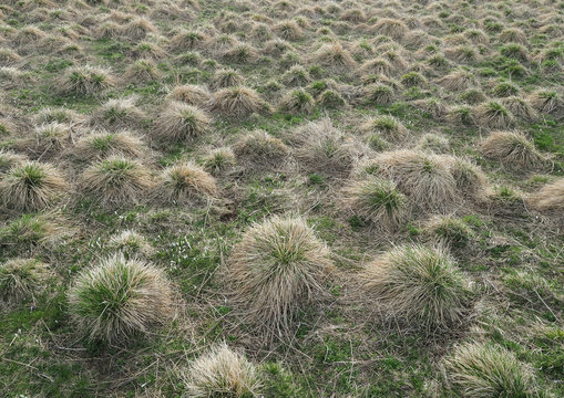 Tussock Grass (Deschampsia caespitosa), Weed, spear grass in alpine pastures