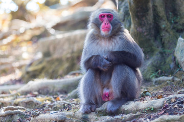 Obraz premium Asian Travel Destinations. Sad Japanese Macaque Near Tree at Arashiyama Monkey Park Iwatayama in Kyoto, Japan.