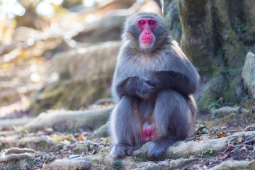 Asian Travel Destinations. Sad Japanese Macaque Near Tree at Arashiyama Monkey Park Iwatayama in Kyoto, Japan.