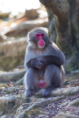 Asian Travel Destinations. Sad Japanese Macaque Near Tree at Arashiyama Monkey Park Iwatayama in Kyoto, Japan.