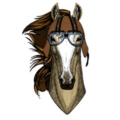 Horse, steed, courser. Portrait of wild animal. Motorcycle helmet.