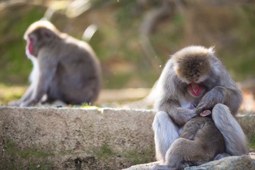 Asian Traveling. Adult Japanese Macaque at Arashiyama Monkey Park Iwatayama in Kyoto, Japan.