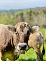 Kühe auf der Weide, Schweiz