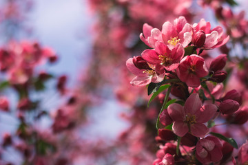 pink cherry tree blossom in spring on the sky background
