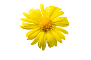 Yellow flower doronicum isolated on white background.