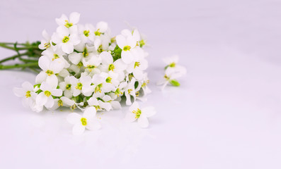 
Bouquet of small white wildflowers on a white background. Copy space.