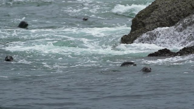 Seals in the rough waters off the Fastnet Lighthouse