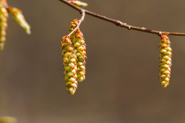 A hornbeam buds in spring