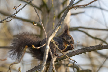 European brown squirrel in winter coat on a branch in the forest