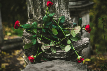 pentogramma roses