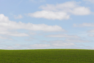 Pradera verde con horizonte cercano y cielo con nubes