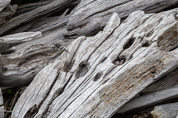 Texture of old wood branches