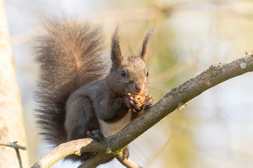 Naklejka na ściany i meble European brown squirrel in winter coat on a branch in the forest