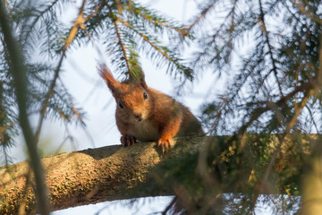 European brown squirrel in winter coat on a branch in the forest
