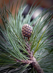 young cone from a swiss stone pine in spring