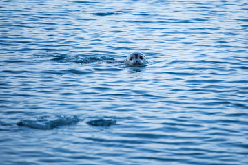 Foca en glaciar de Islandia © SaskiaBauerPhoto