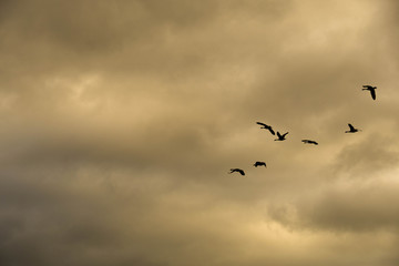 Flock of wild geese flying against a stormy sky