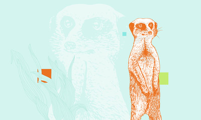 Wise looking meerkat, detailed suricate illustration. 