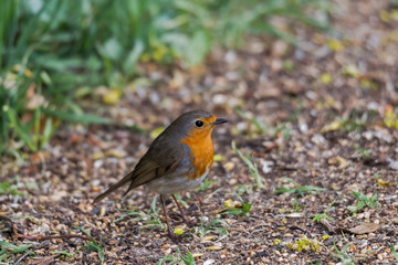 Robin sits in front of a picket fence on the ground looking for food