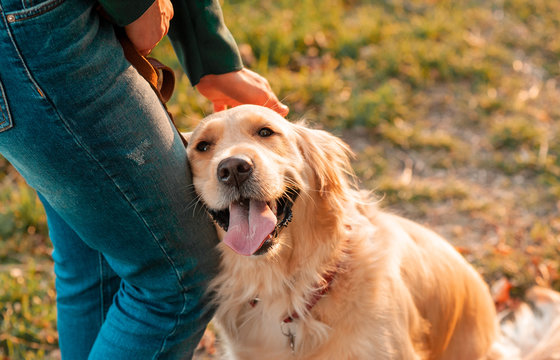 Closeup side view smilling portrait of Golden retriever dog in summer background. Smiling woman hugging her pet golden retriever dog with hand