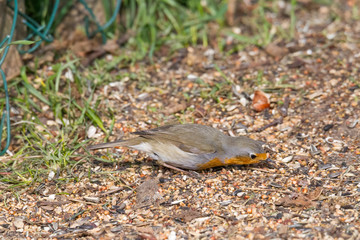 Robin sits in front of a picket fence on the ground looking for food