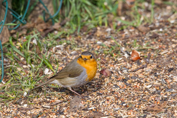 Robin sits in front of a picket fence on the ground looking for food